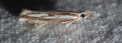 Catoptria staudingeri