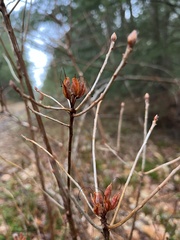 Rhododendron canadense