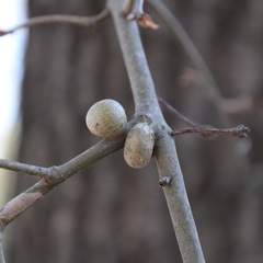 Callirhytis quercuscornigera