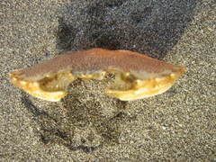 Ovalipes trimaculatus