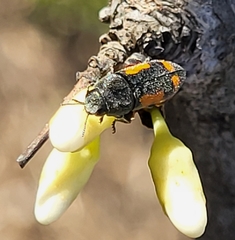 Ptosima laeta