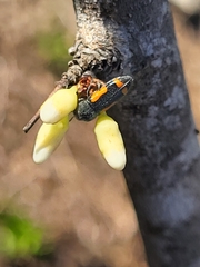 Ptosima laeta