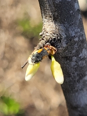 Ptosima laeta