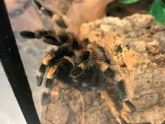 Brachypelma