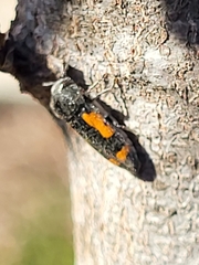 Ptosima laeta