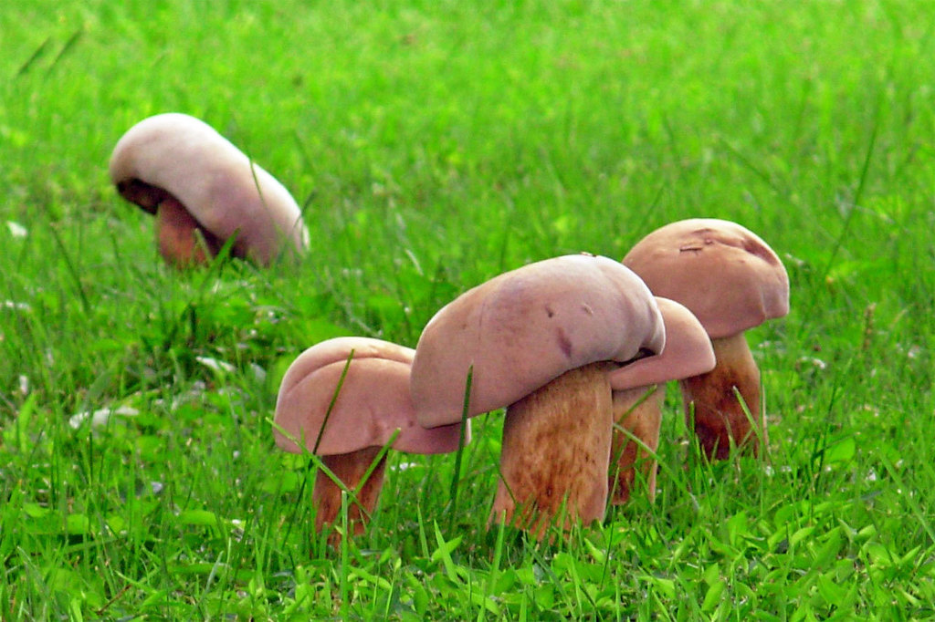 Tylopilus
