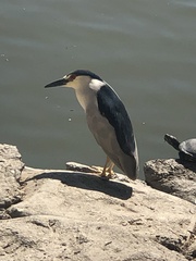 Nycticorax nycticorax