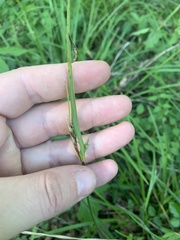 Scleria oligantha