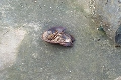 Carcinoscorpius rotundicauda