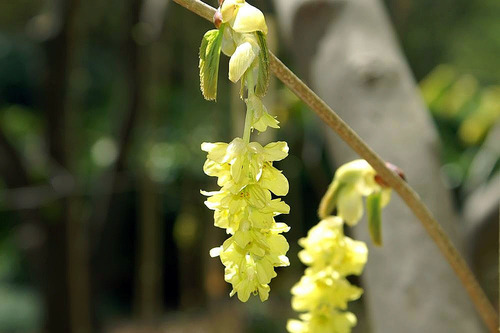 Corylopsis gotoana