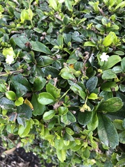 Ehretia microphylla