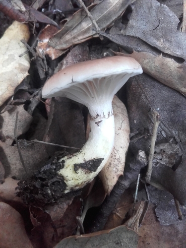 Representative image of Gomphidius tyrrhenicus