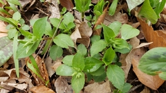 Stellaria pubera
