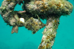 Pseudomonacanthus macrurus