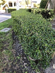 Ehretia microphylla