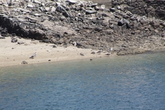 Laridae