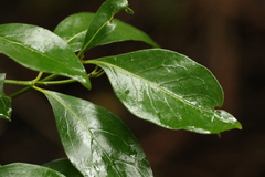 Psydrax odorata odorata