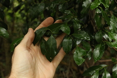 Psydrax odorata odorata