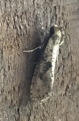Acrolophinae