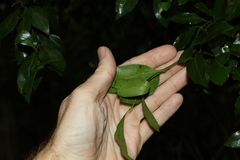 Psydrax odorata odorata