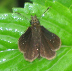 Piruna brunnea