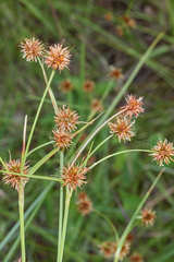 Rhynchospora holoschoenoides