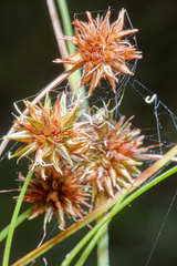 Rhynchospora holoschoenoides