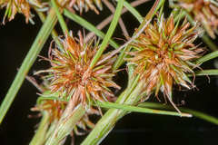 Rhynchospora holoschoenoides