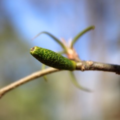 Amphibolips ellipsoidalis