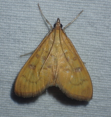 Mecyna auralis