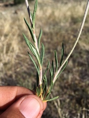 Eriogonum lonchophyllum