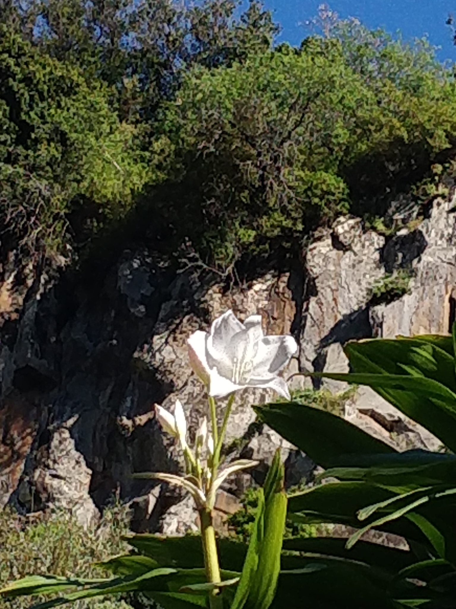 Imagem de Lírio-do-brejo