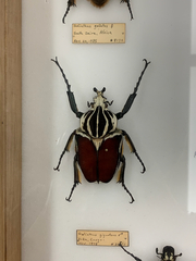Goliathus goliatus
