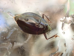 Dineutus ciliatus