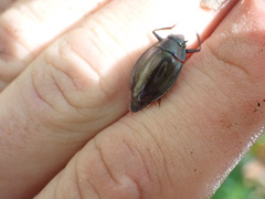 Dineutus ciliatus