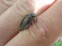 Dineutus ciliatus