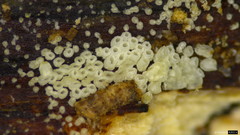 Henningsomyces candidus