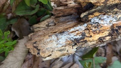 Henningsomyces candidus