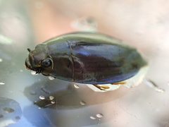 Dineutus ciliatus