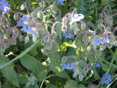 Borago officinalis