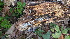 Henningsomyces candidus