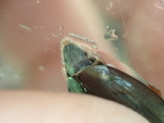 Dineutus ciliatus