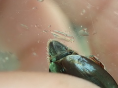 Dineutus ciliatus