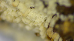 Henningsomyces candidus