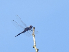 Tramea binotata