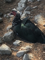 Cairina moschata domestica