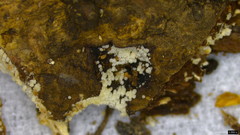 Henningsomyces candidus