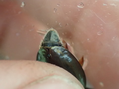 Dineutus ciliatus