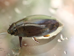 Dineutus ciliatus