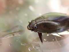 Dineutus ciliatus